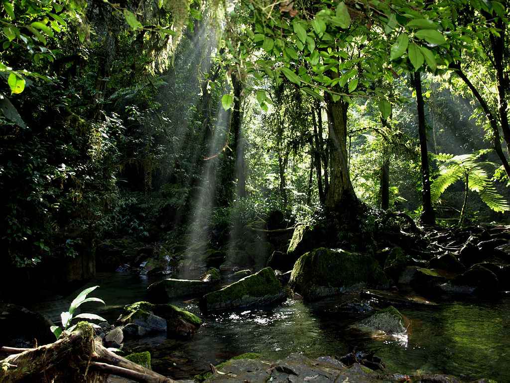 densa floresta tropical com rica biodiversidade e árvores altas