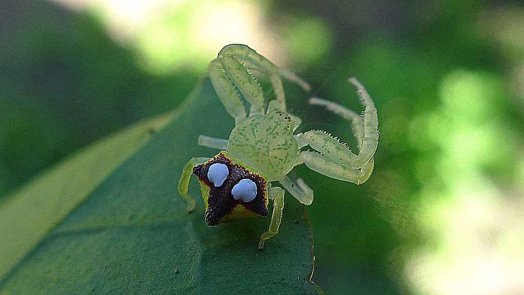 diversidade de animais e plantas em uma floresta tropical
