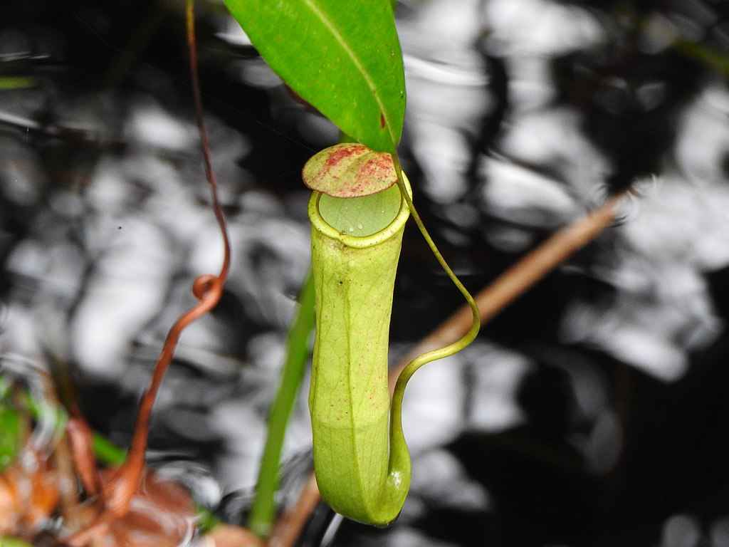 Planta carnívora Nepenthes em floresta tropical, com suas folhas em forma de jarro, capturando insetos
