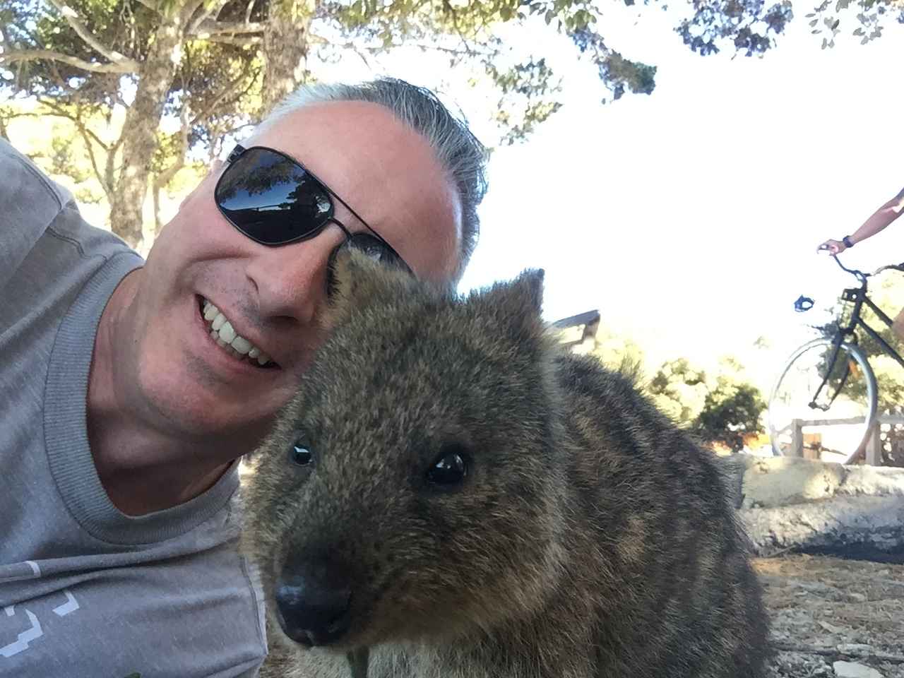 Quokka interagindo com turistas