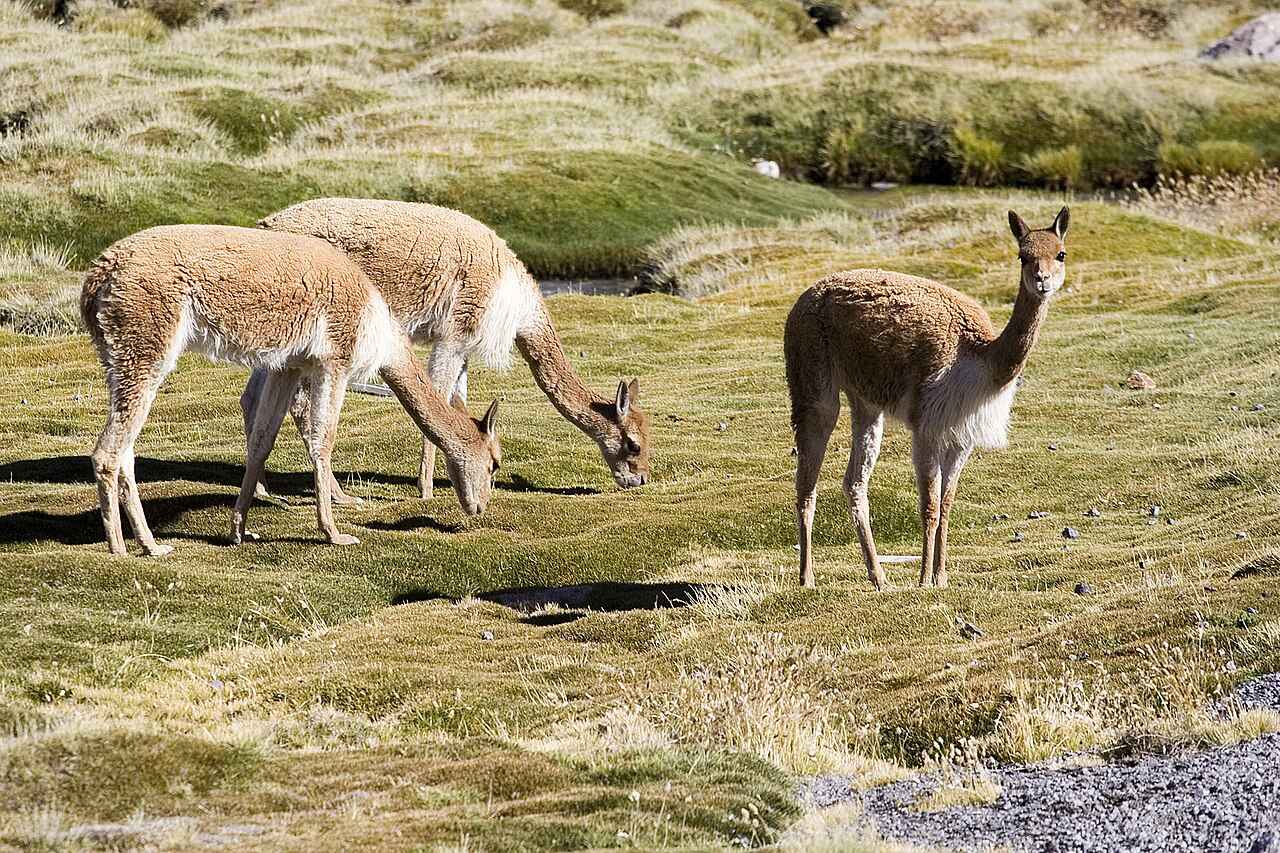 Animais típicos dos Andes, como llamas e vicunhas, em um ambiente montanhoso