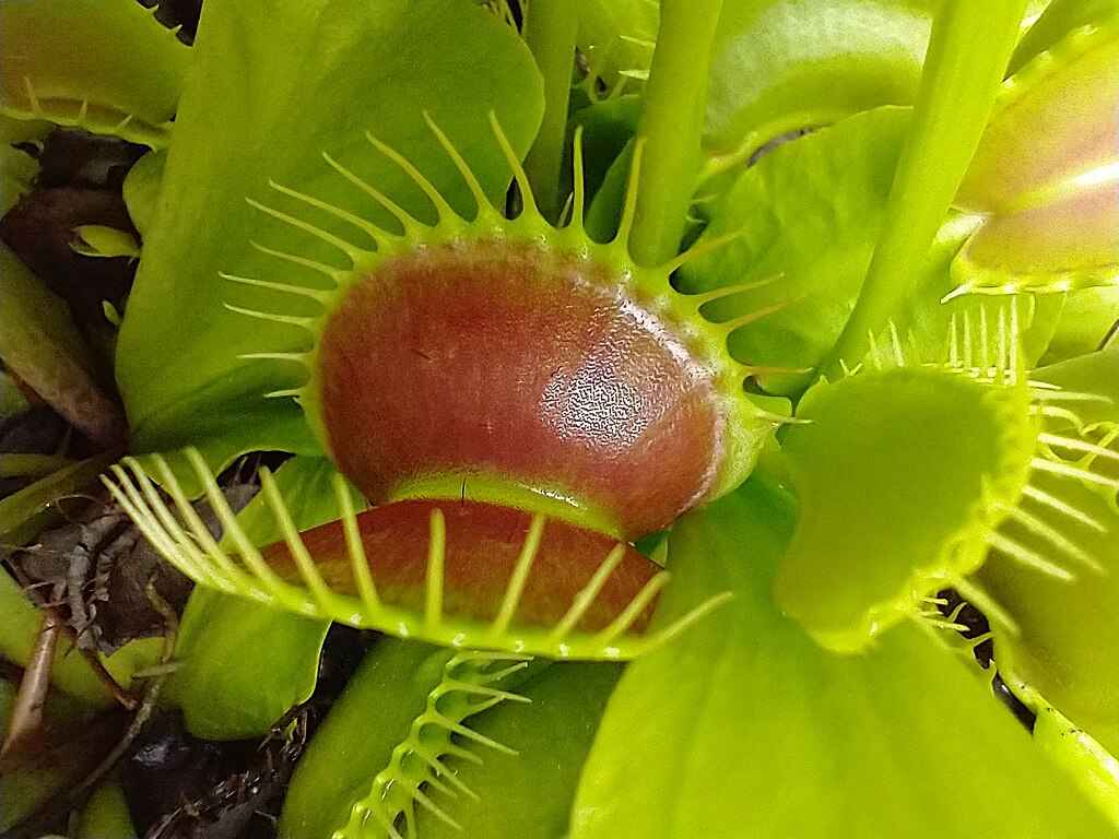 Vênus de Dente de Leão fechando sua armadilha em inseto, com as folhas se dobrando rapidamente para capturar a presa