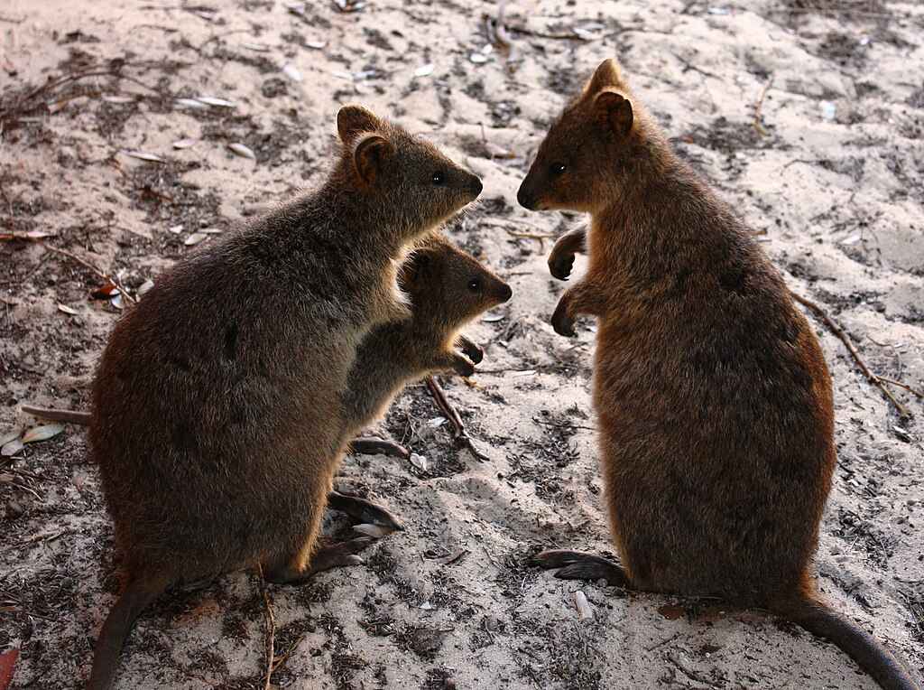 Mãe Quokka com seu joey