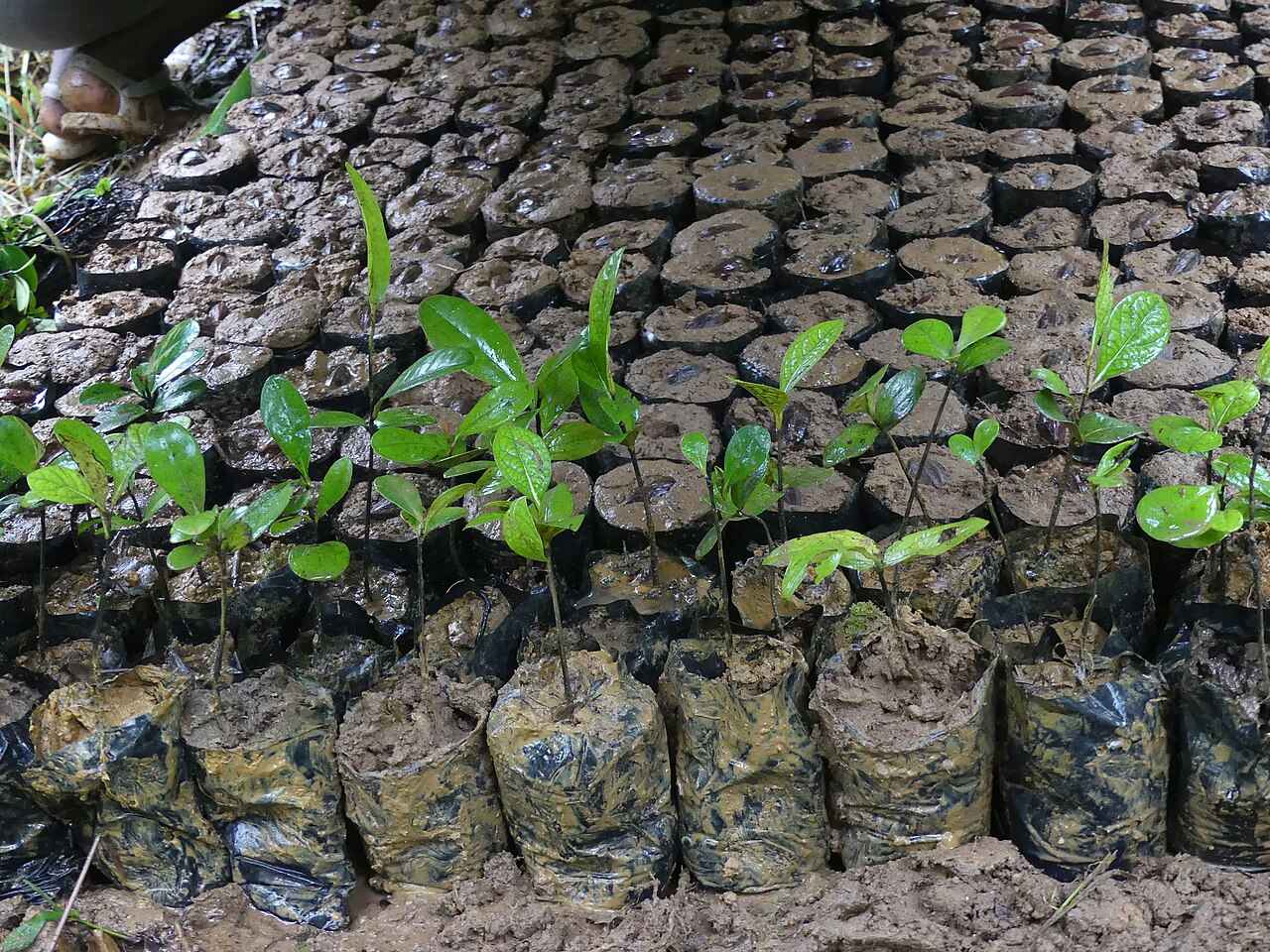 projeto de reflorestamento com voluntários plantando árvores em área devastada