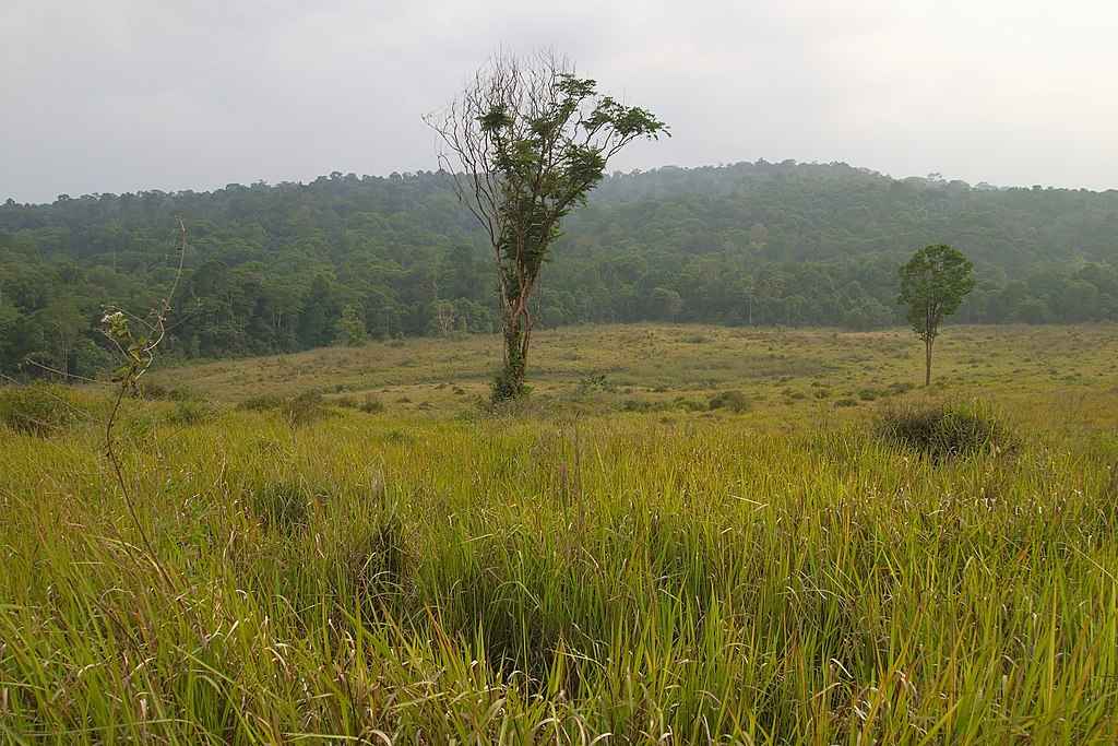 Pradarias